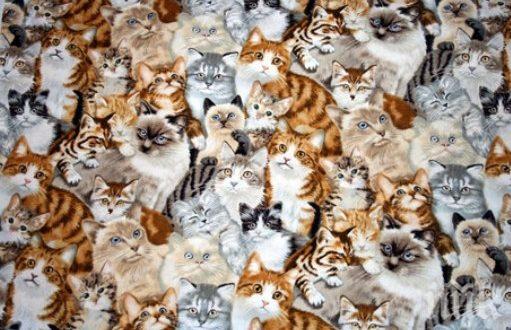 Популацията на котки в София - пълна мистерия