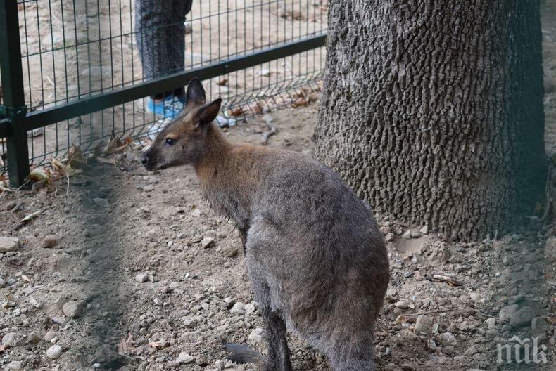 Втори ден издирват избягалото кенгуру в Сандански