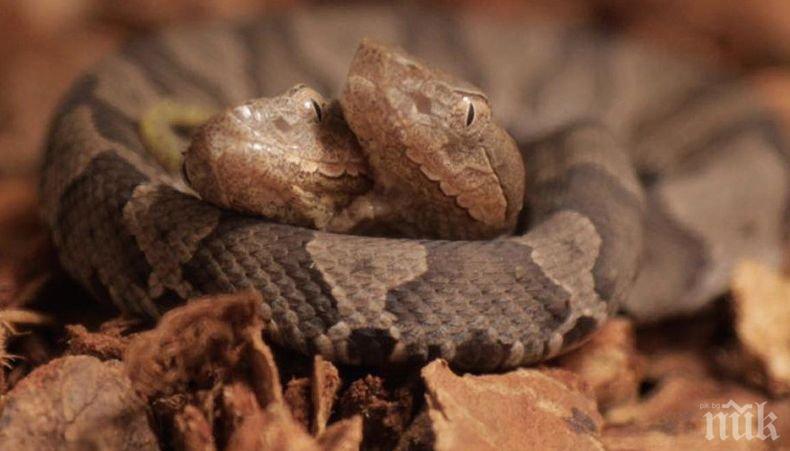 ФЕНОМЕН: Двуглава змия шашна учените