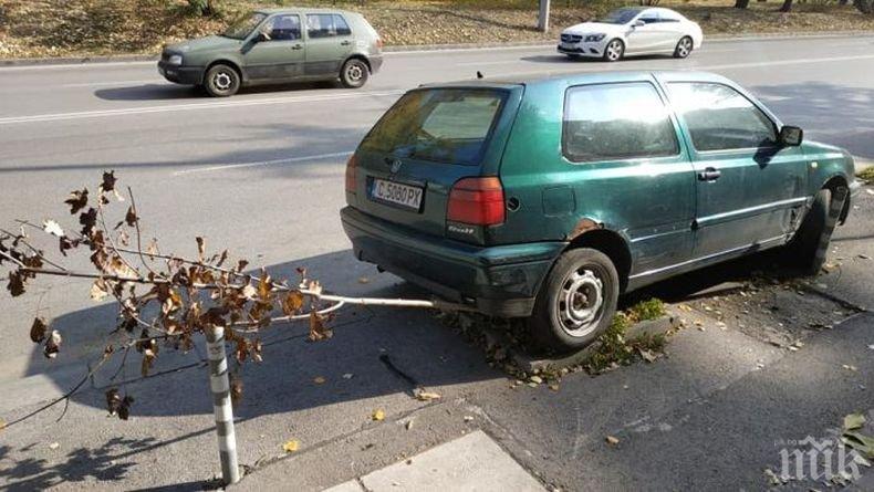 ВИЖТЕ НАГЛЕЦА! Тарикат прегази дръвче, за да паркира голфа си (СНИМКИ)