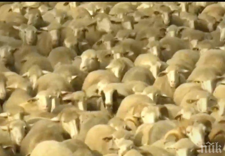 НЕВИЖДАНО: Хиляди овце блокираха булевард в Мадрид (СНИМКИ)
