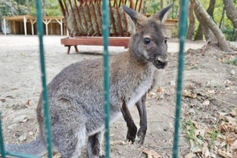 Избяга кенгуруто в Сандански