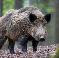 ЗАРАДИ ЧУМАТА: Претърсват района край Кайнарджа за умрели диви свине