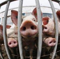 Определиха 20-километрова инфектирана зона в силистренски села заради чумата