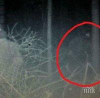 МИСТЕРИОЗНО: Ловец видя странно същество в гората, мистици спорят дали е Йети или извънземно (ВИДЕО)