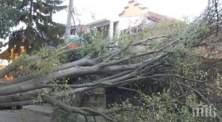 вятър скорост 100 вилня русенско събори дървета