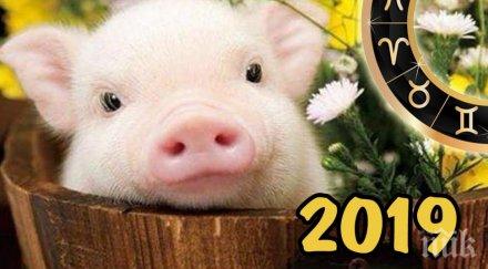 идва годината жълтата свиня очаква февруари 2019