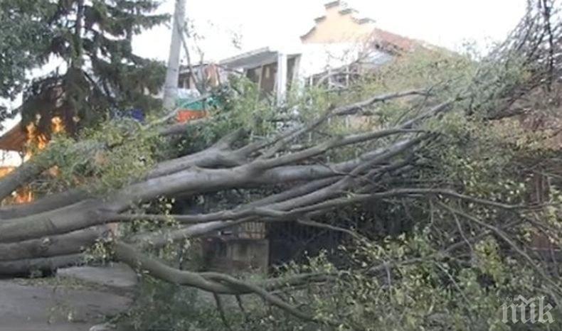 Вятър със скорост над 100 км/ч вилня в Русенско. Събори дървета