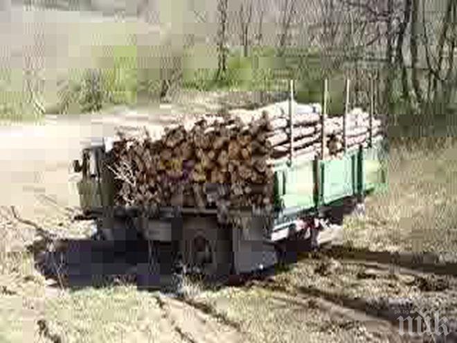 Служител от ловно стопанство в Сатовча бе заловен с крадена дървесина