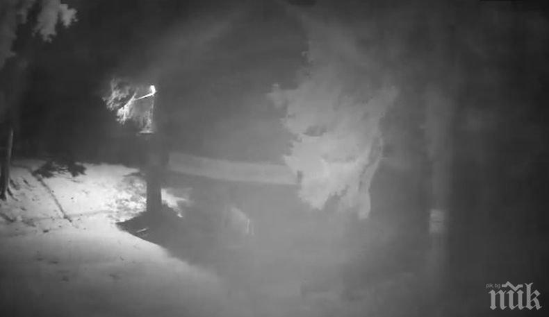 Зимата пак ни запука! Снежна буря се изви в района на хижа „Алеко“