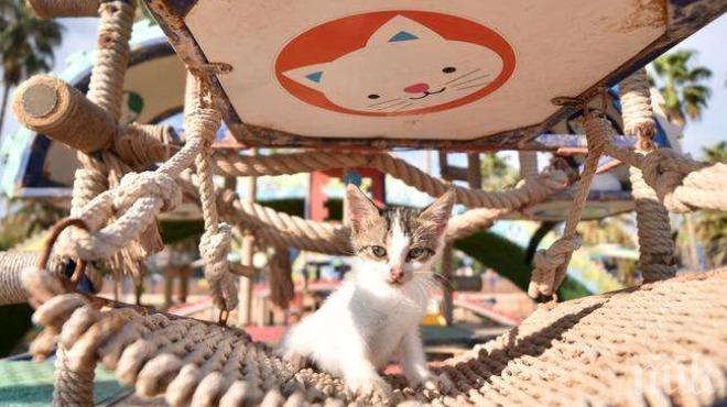 Невероятен парк за бездомни котки отвори врати в Турция (СНИМКИ)