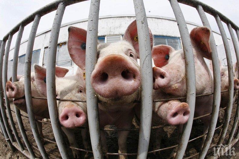 Определиха 20-километрова инфектирана зона в силистренски села заради чумата