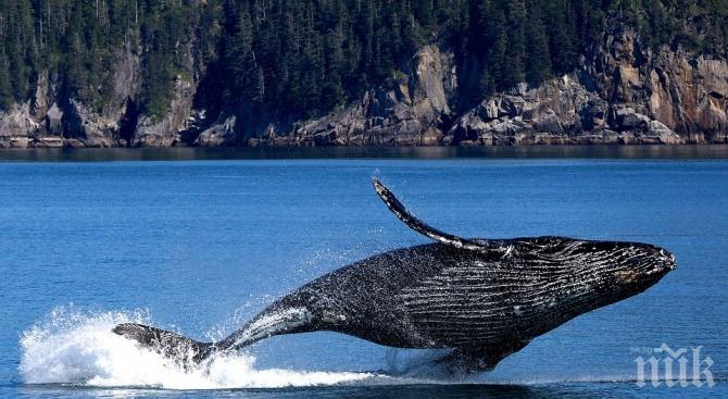 Огромен 18-метров кит заседна на плаж