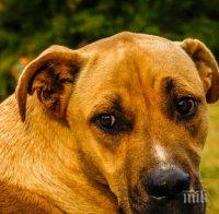 Сензация в нета: Куче се прави на бездомно, за да получи храна (ВИДЕО)