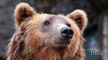 Откриха 210-килограмова мечка в Централен Балкан, над Априлци