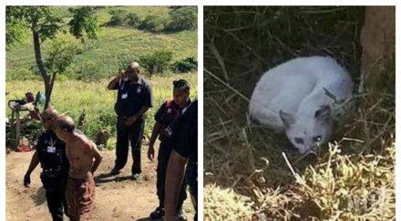 потрес жена спипа съседа съвокуплява котката снимки