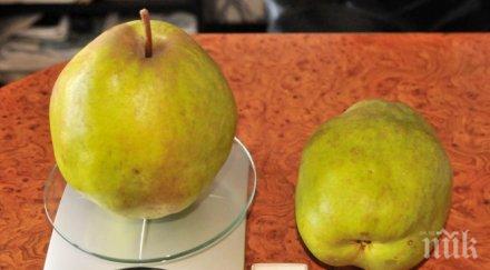 силистренец отгледа круши кило