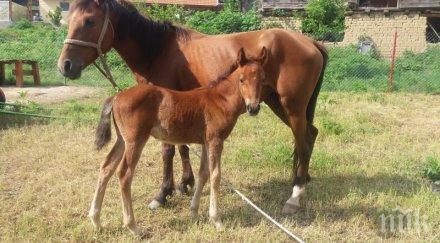 кървава баня северозапада заклаха разфасоваха конче