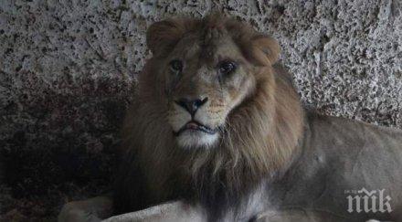 спасиха животните зоопарка ада снимки