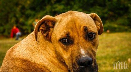 сензация нета куче прави бездомно получи храна видео