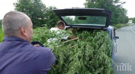 спецакция полицаи поморие удариха наркооранжерия конфискуваха рекордно количество марихуана