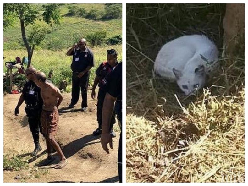 ПОТРЕС: Жена спипа съседа си да се съвокуплява с котката й (СНИМКИ)