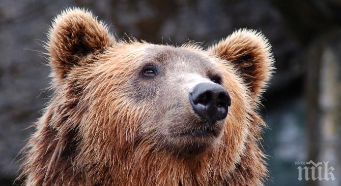 Откриха 210-килограмова мечка в Централен Балкан, над Априлци