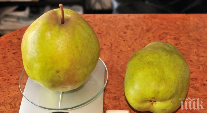 Силистренец отгледа круши по кило