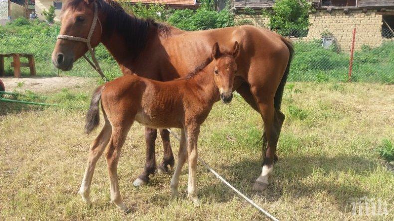 Кървава баня в Северозапада: Заклаха и разфасоваха конче