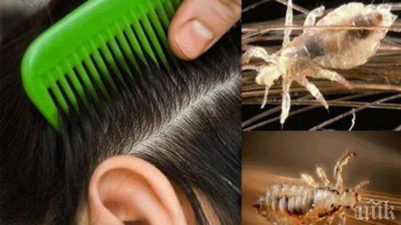 В над сто столични училища е имало въшки в началото на учебната година
