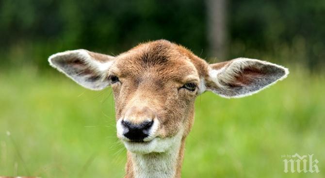 Застреляна кошута е намерена в нива в Шуменско