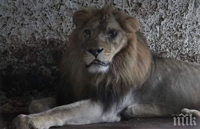 Спасиха животните от Зоопарка на Ада (СНИМКИ)