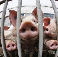 Санкции! Китай забрани вноса на свинско от България 