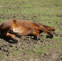 ЗВЕРСТВО: Стреляха по коне край София, убиха два и раниха десет