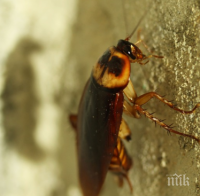 Учени с шокиращо откритие: Хлебарките владеят... карате