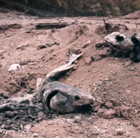 ЕКО БОМБА: Мъртви есетри гният край язовир „Кърджали”