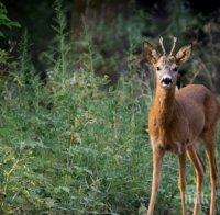 пожарникари спасиха сърна паднала река