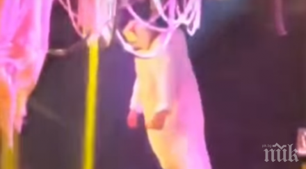 шок каскадьор издъхна обесен заради хелоуин видео