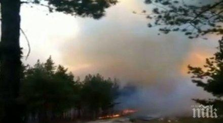 пожарът община белица овладян