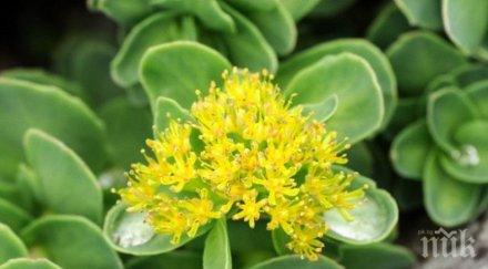 невероятно златен корен прави чудеса здравето