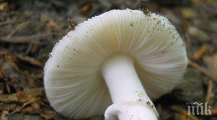 ужас мъж почина натравяне мухоморка