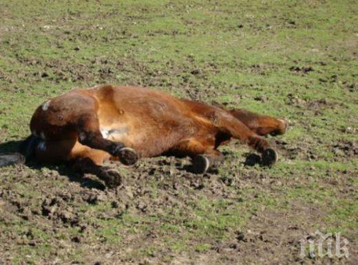 ЗВЕРСТВО: Стреляха по коне край София, убиха два и раниха десет