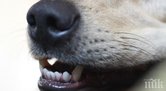 Глутница бездомни кучета нападнаха 5-годишно дете в центъра на Хасково