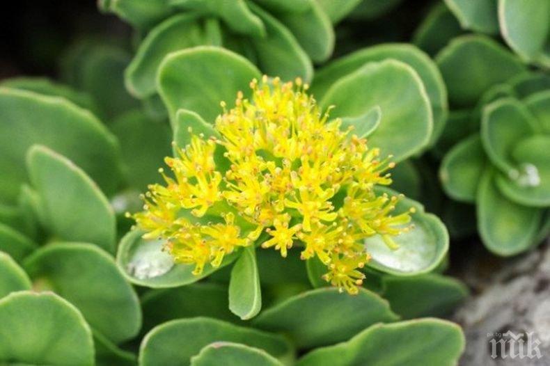 НЕВЕРОЯТНО: Златен корен прави чудеса със здравето