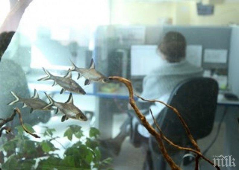 Акули тестват водата на столичани