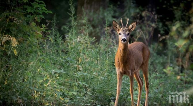 Пожарникари спасиха сърна, паднала в река