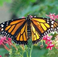 СТРЯСКАЩА ТЕНДЕНЦИЯ: Пеперудите, пчелите и мравките в Германия намаляват
