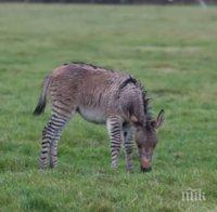 УНИКАЛНО: Рядка кръстоска между магаре и зебра се води във ферма