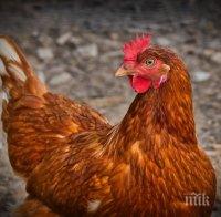 БАБХ: Отглеждането на кокошки в двора няма да се криминализира
