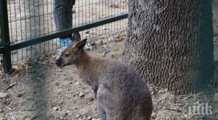 откриха търсения беглец сандански